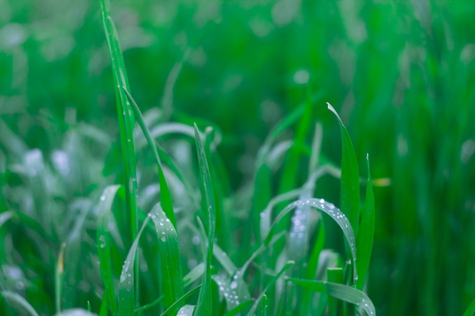 Beautiful green grass with water drops in spring