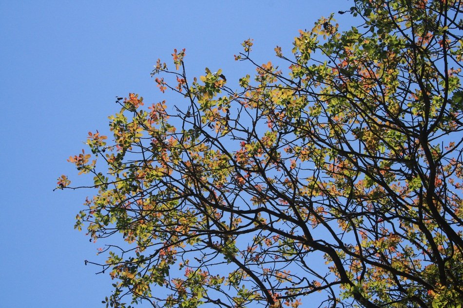 tree with multicolor foliage at the background of sky
