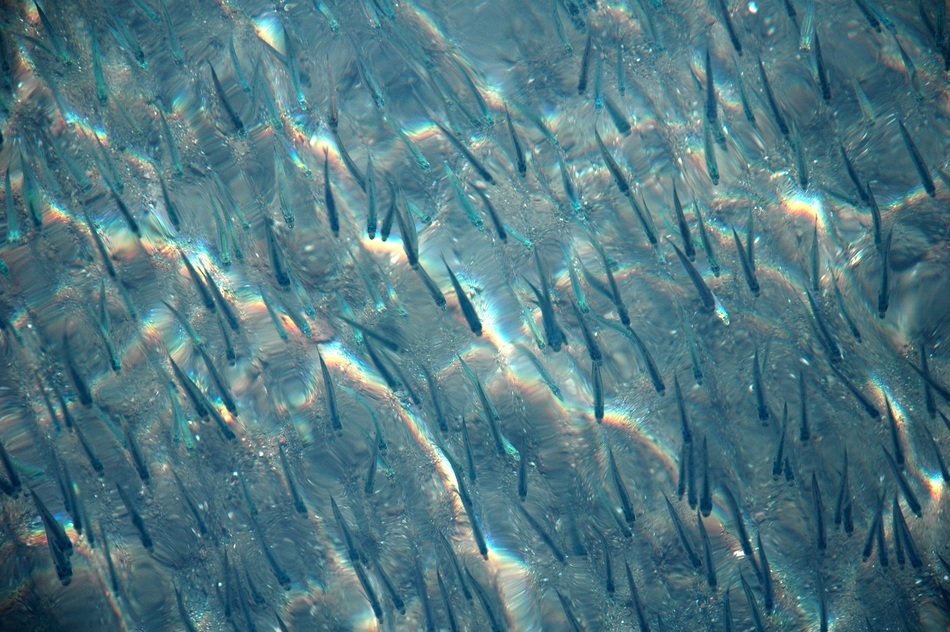 fry in clear water