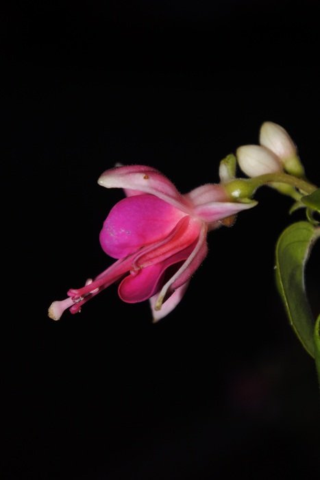 garden flower on a dark background