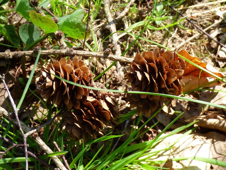 Cones in the spring
