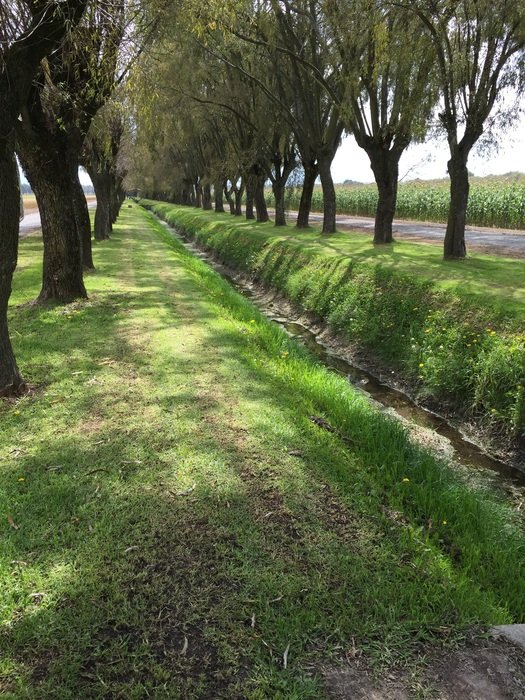 trench in tree allee