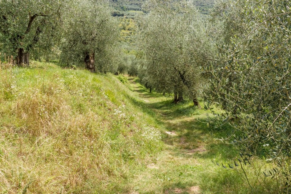 path through an olive grove on a sunny day