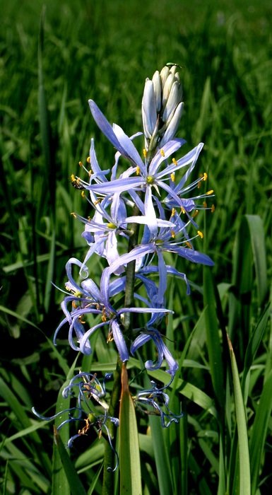 pointed flower seeds