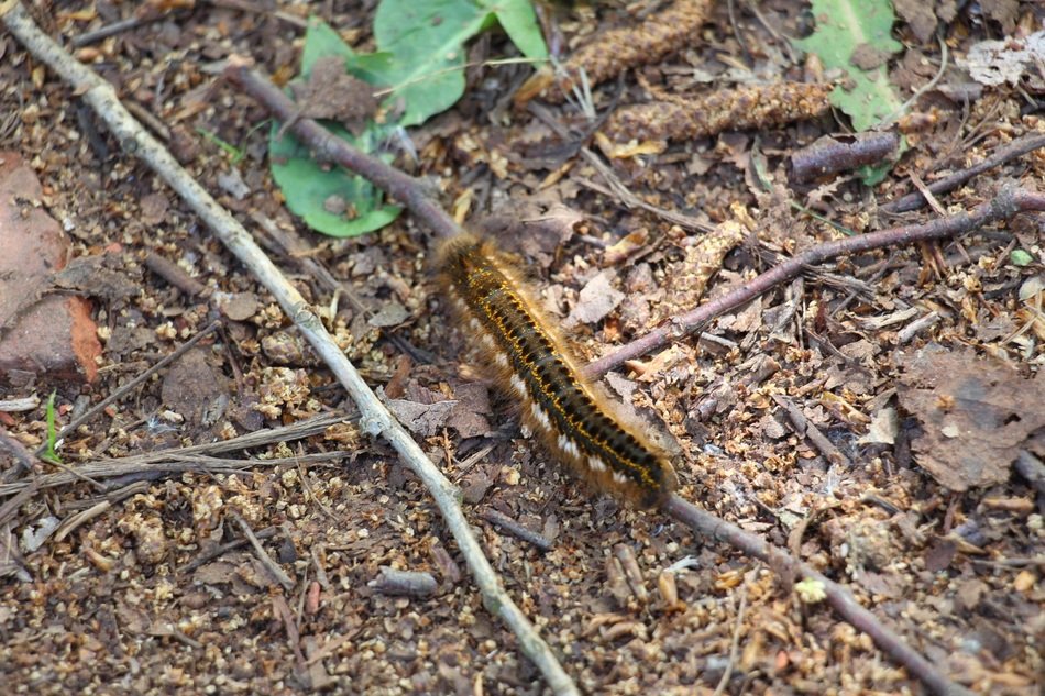 Spring Caterpillar