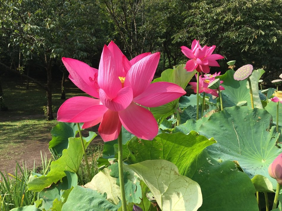 large pink lotuses among green leaves in the park