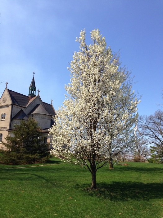 flowering tree in the castle garden