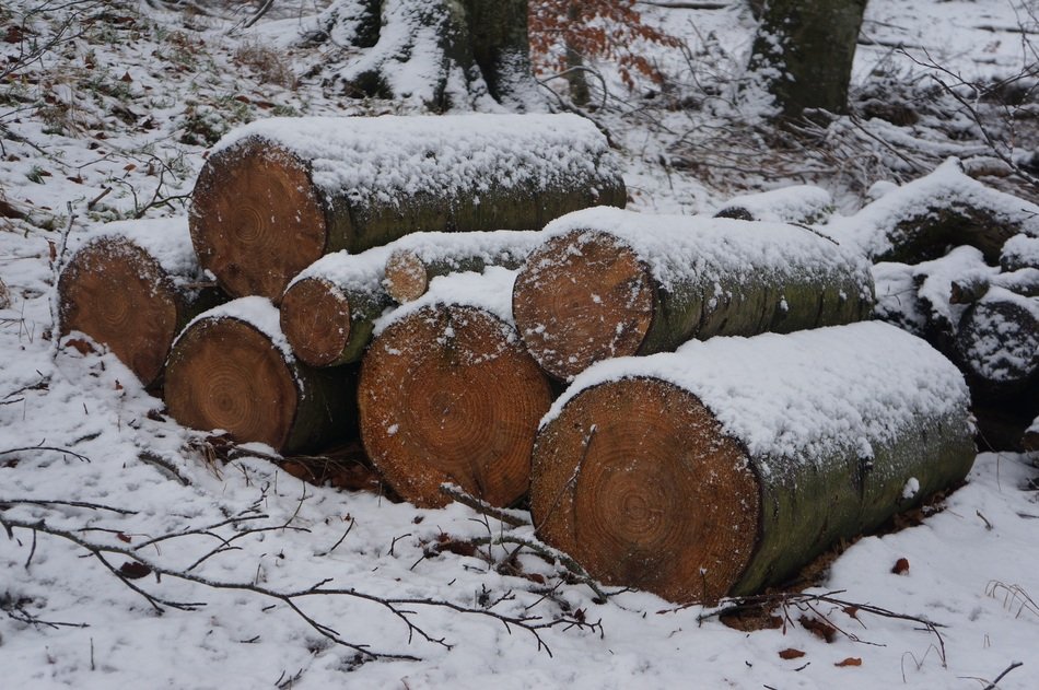 logs in the snow in the forest