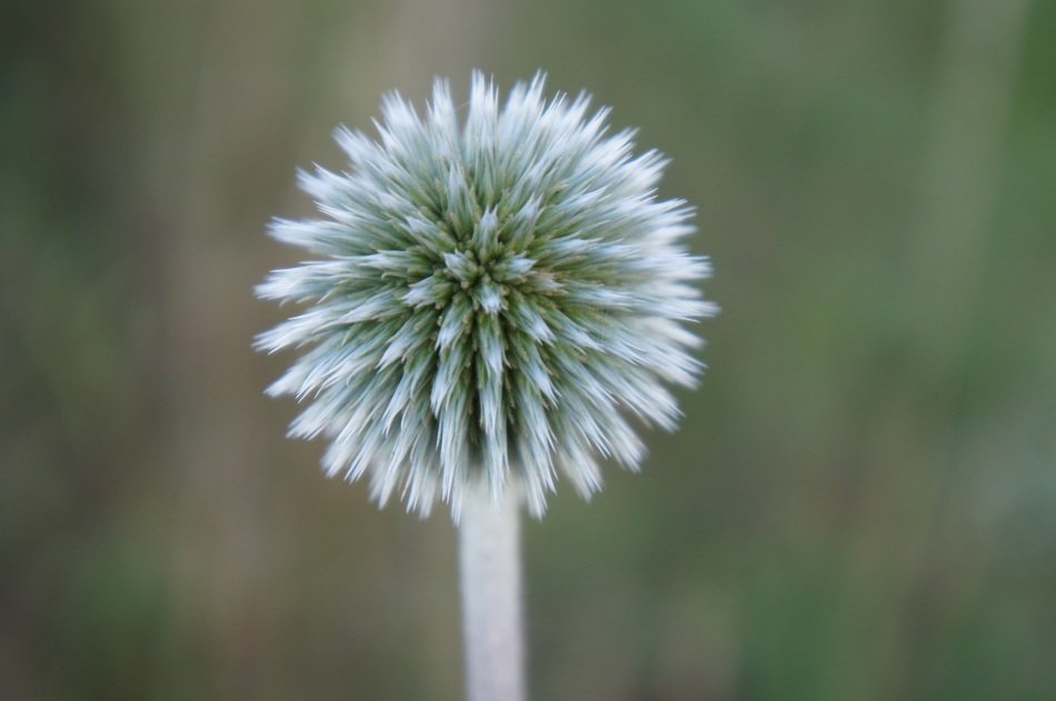 Flower Round Thistle