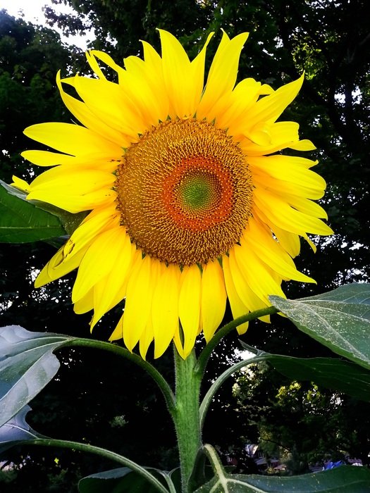flower like the sun