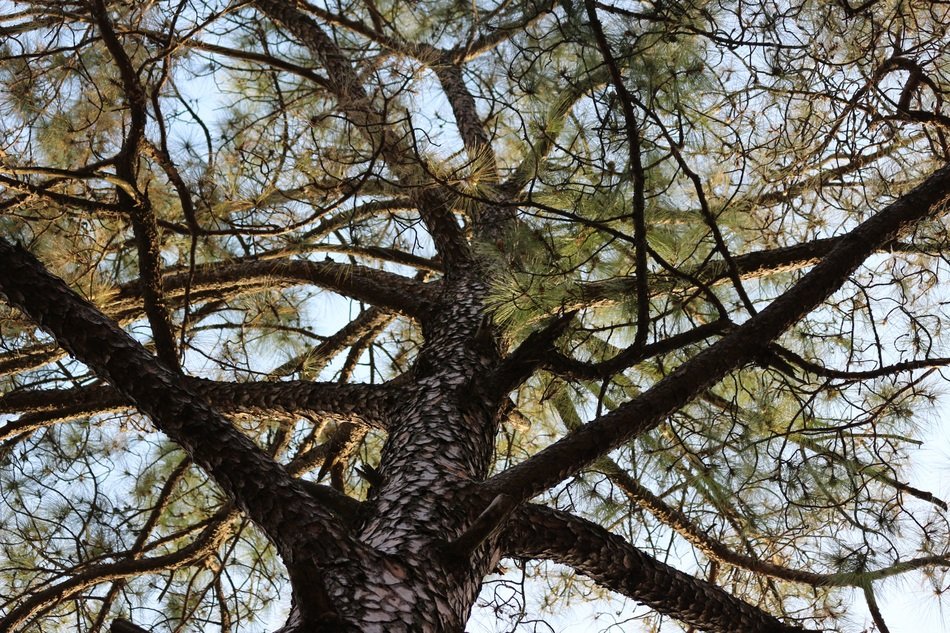 photo of coniferous branches