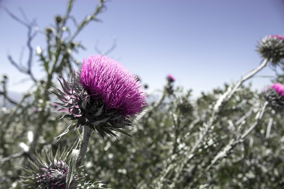 thistle blossom in summer