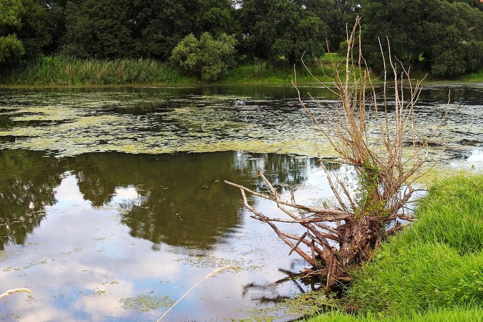 gorgeous and amazing Root Pond