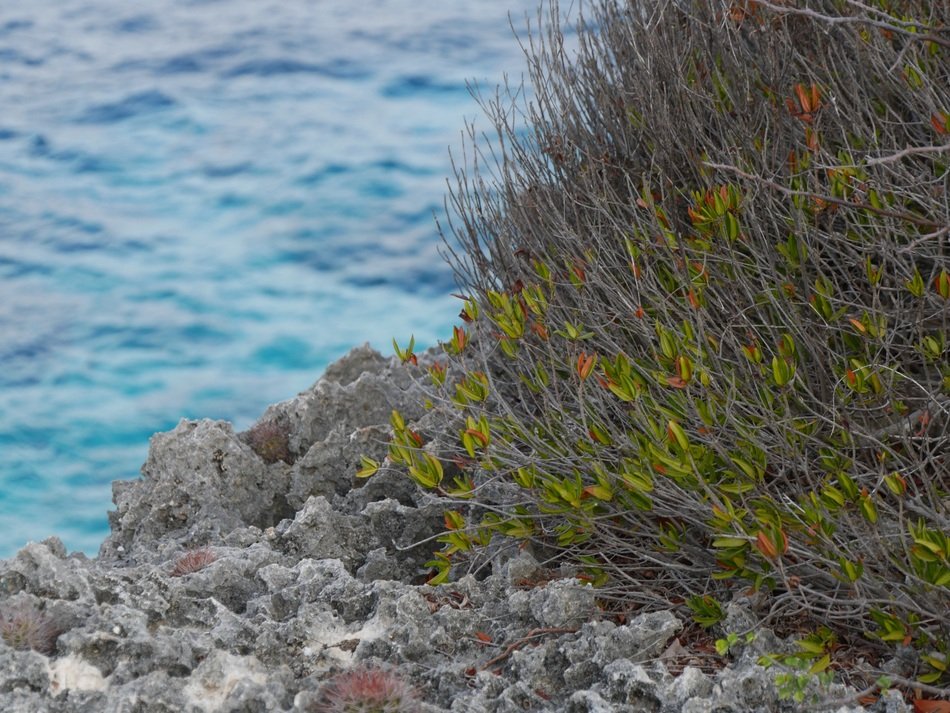 shrub on stones near the water
