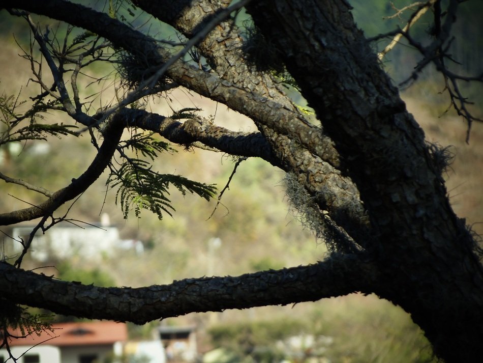view of the village through the tree