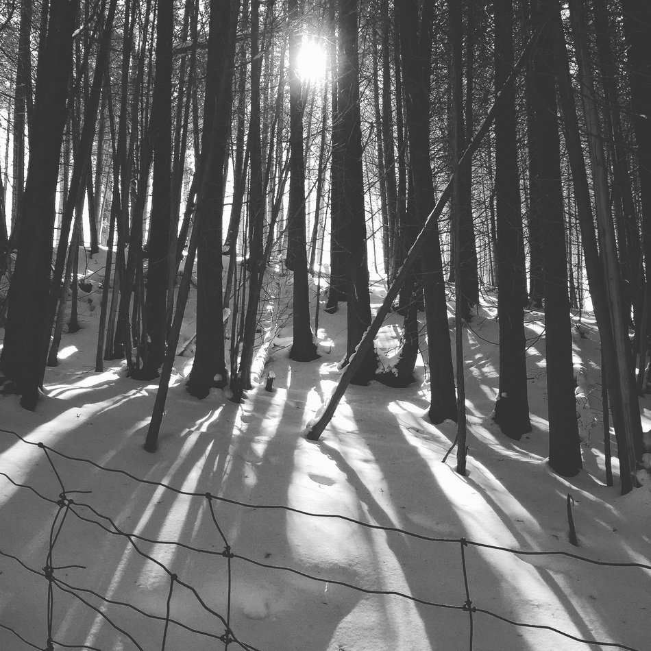 sunset behind forest, trees with shadows on Snow, Black And White