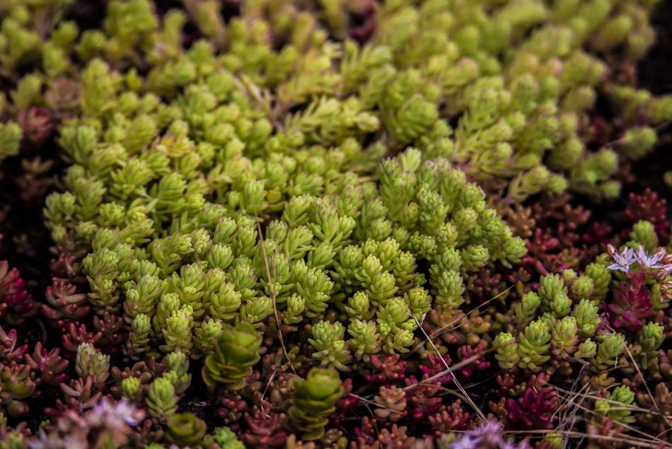 thickets of succulent plants close-up