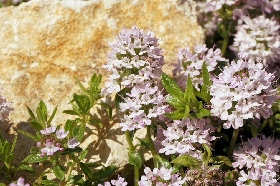 pale pink spring flowers