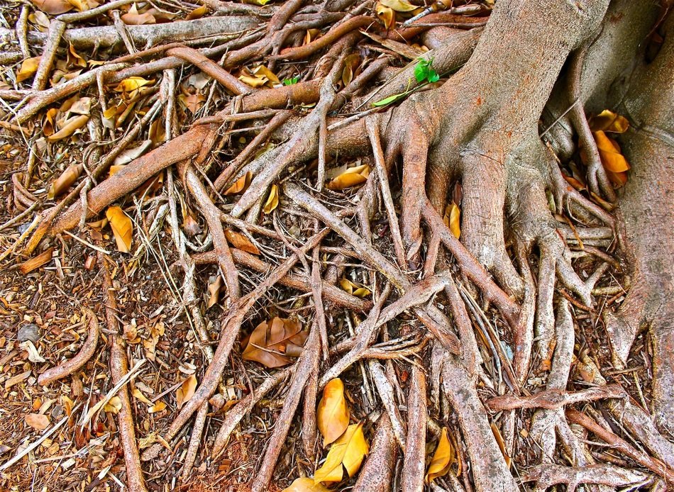 many tree roots