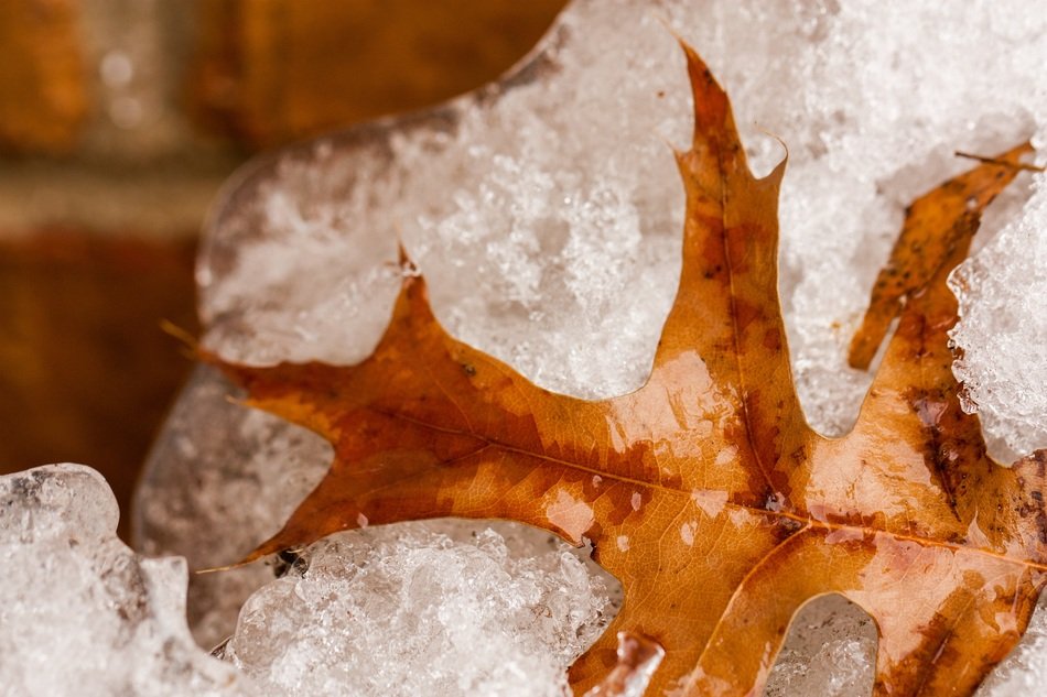 frozen yellow leaf in the snow