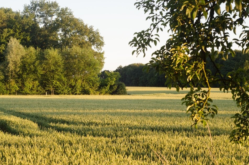 Green Forest Nature