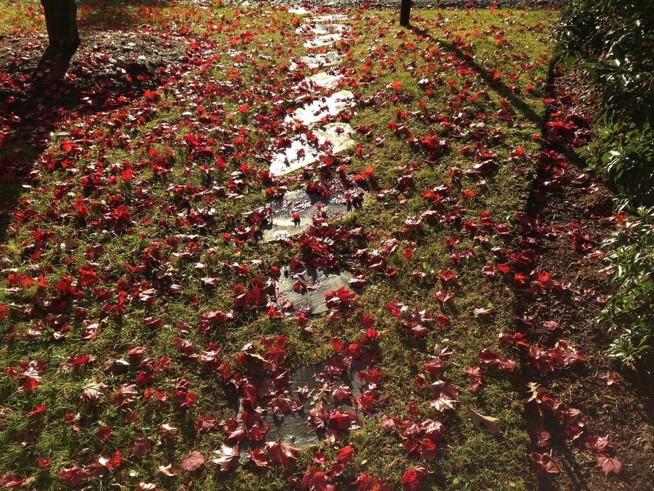 Autumn maple Leaves outdoors