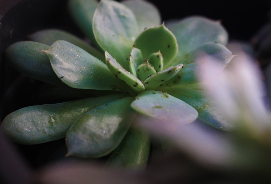 Succulent Green Plant Flower