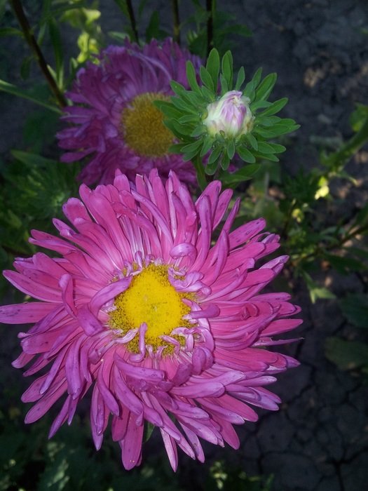 Aster in summertime