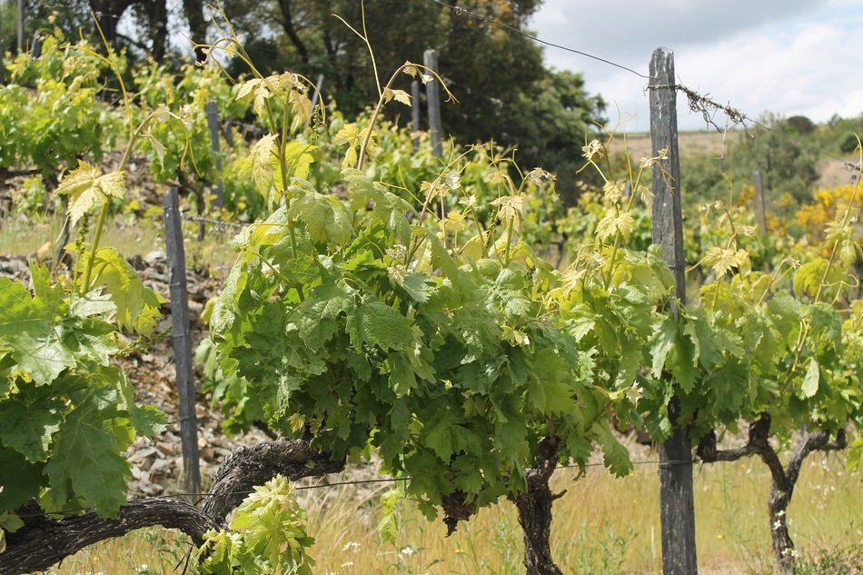 Vineyard White Nature Leaf