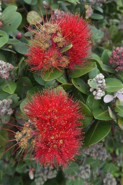 New Zealand Native Flowers