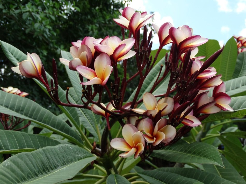 Plumeria flowers in the garden in Mexico