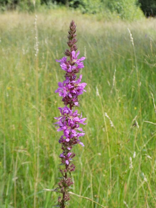 Wild Flower Purple