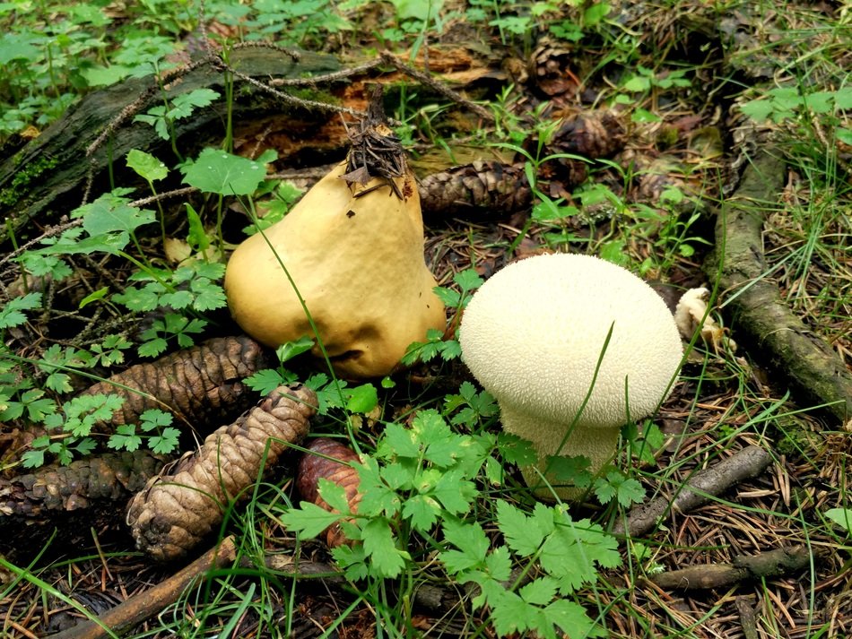 Mushroom Forest Of Echinacea
