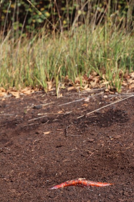 Root Ground