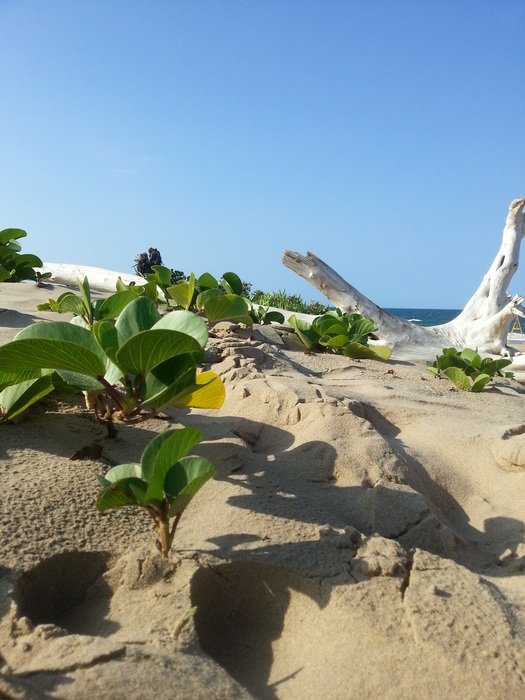 green plants on a sandy beach