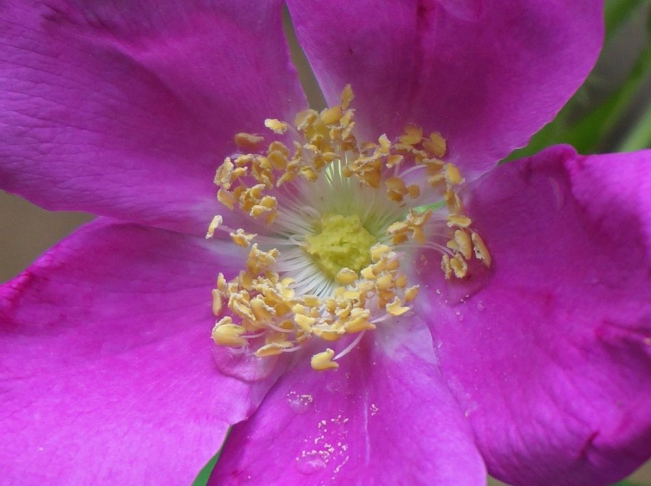 purple rose with stamens