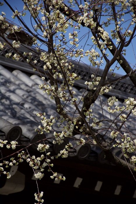blooming tree at grey roof
