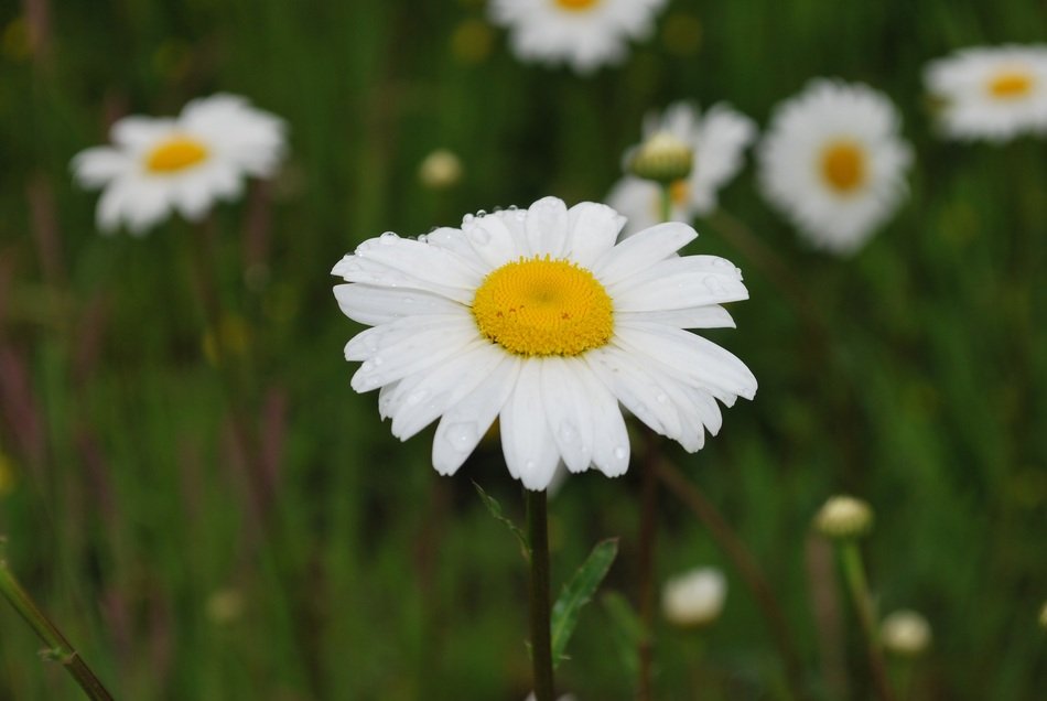 extraordinary Kamilka Flower