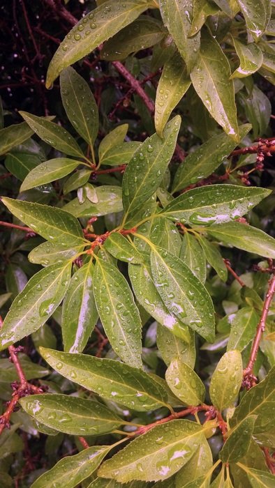 Bush Leaves Wet Rain Drops