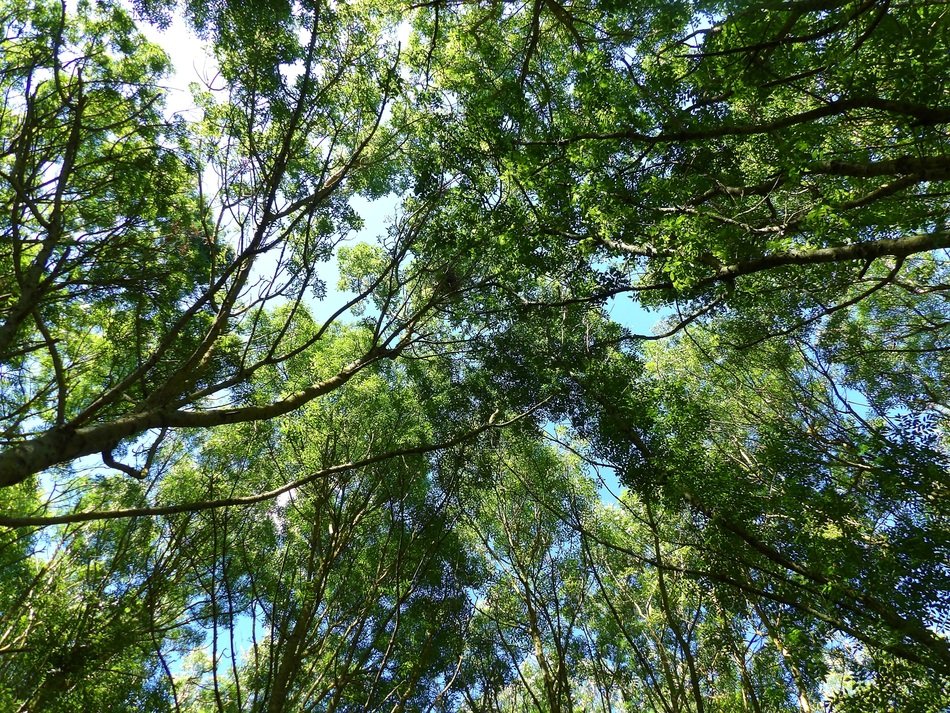 Lots of trees in a forest
