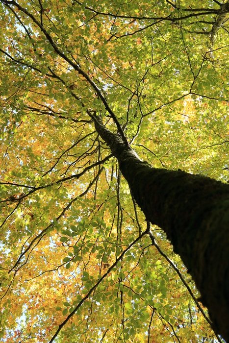 high crown of the tree