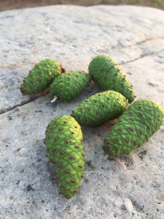 green pine cones on the stone