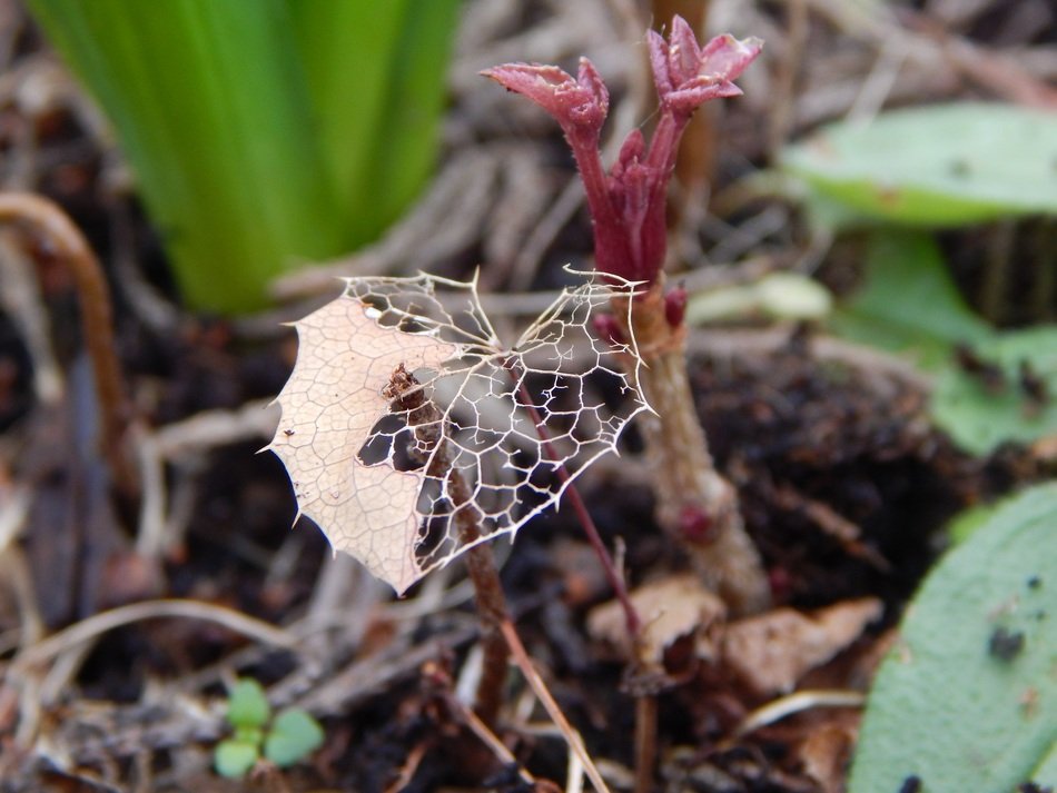 destroyed autumn leaf