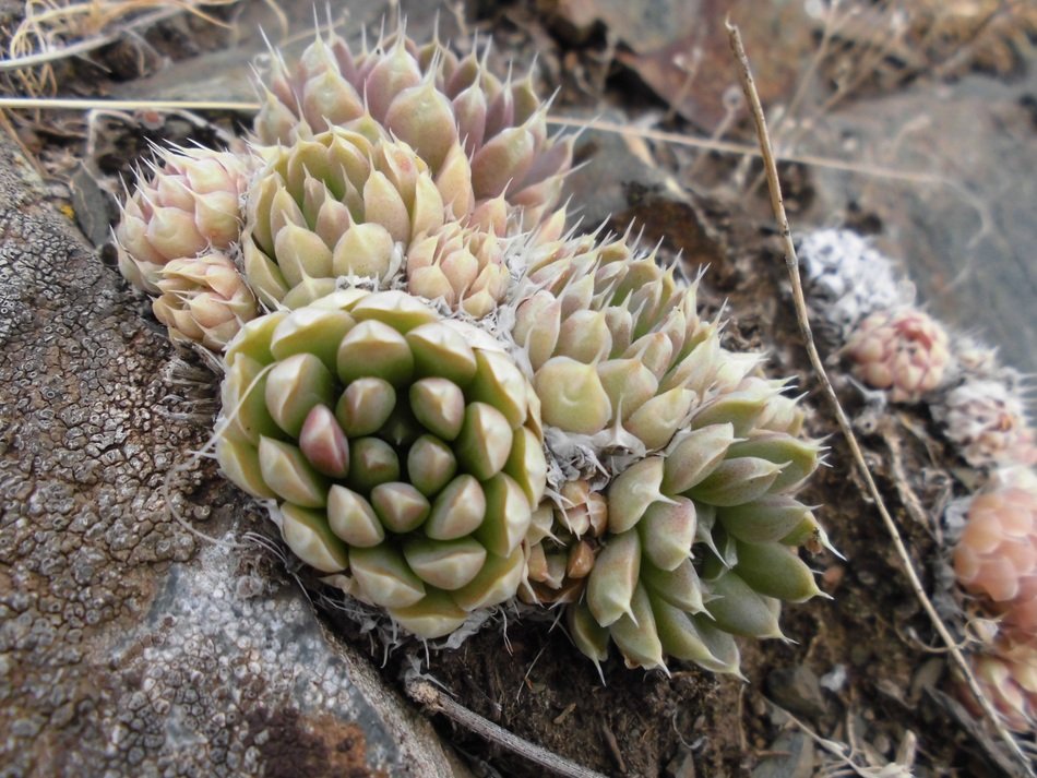 succulents on the mountain