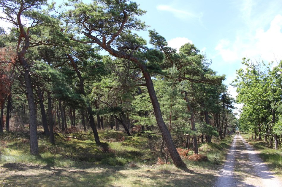 photo of a road in an arid forest