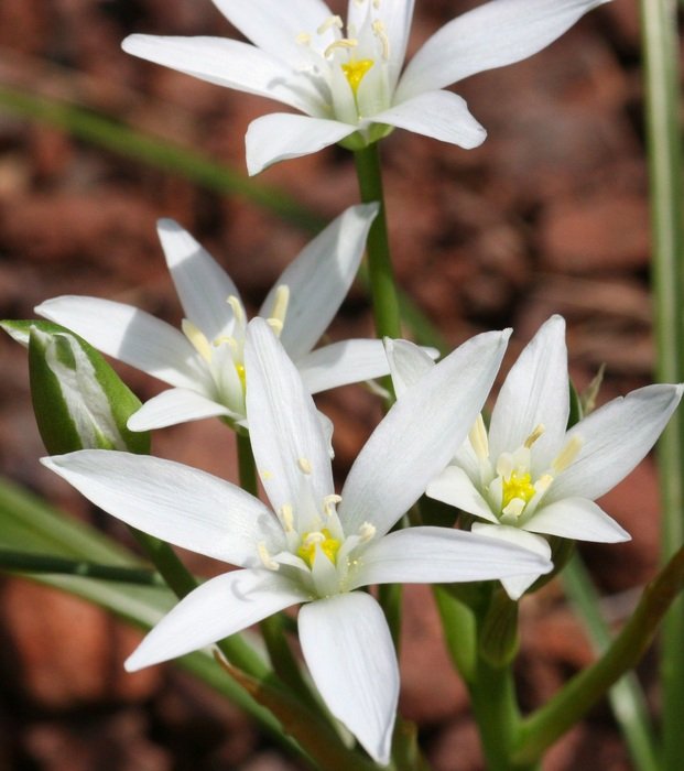 ornithogale from the hyacinth family