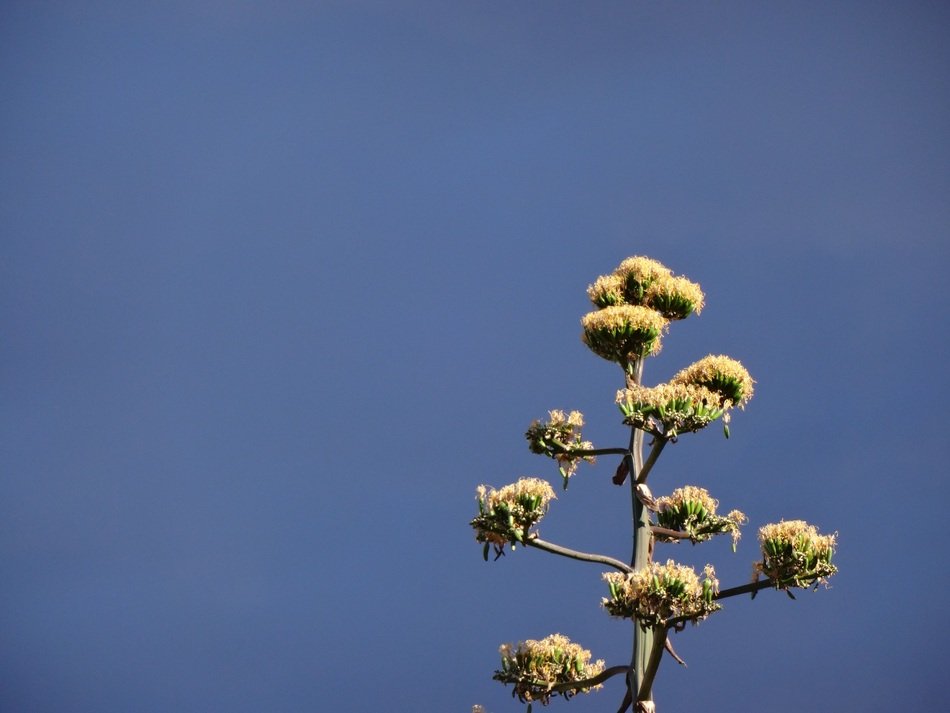 picturesque and pretty Thunderstorm plant