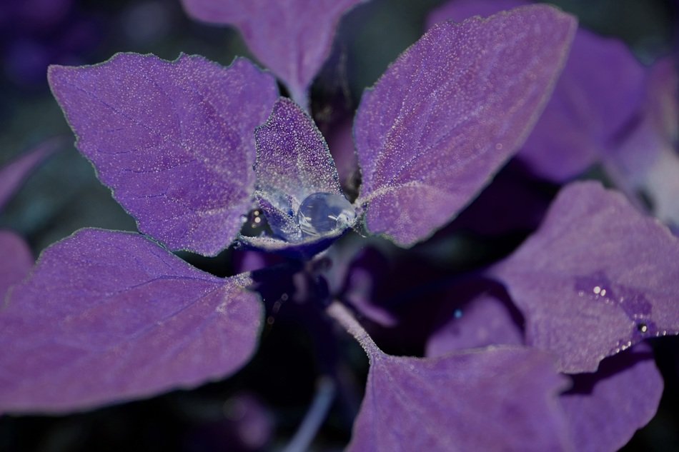picturesque and pretty Purple Plant