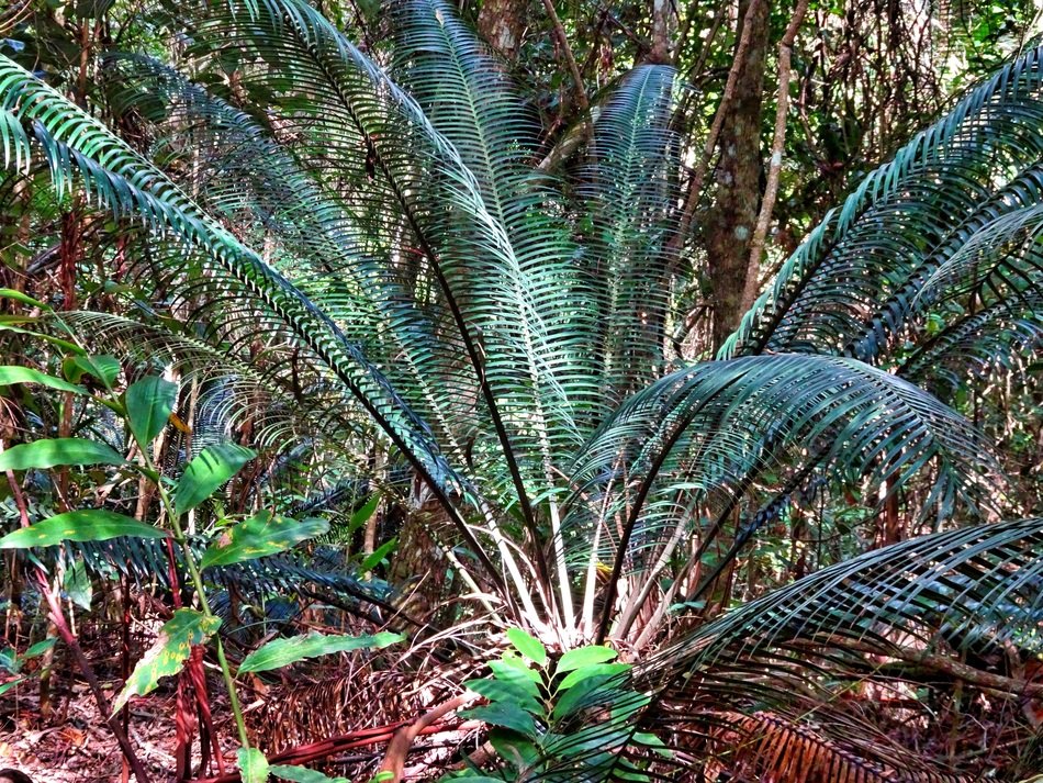 tropical plant with long leaves