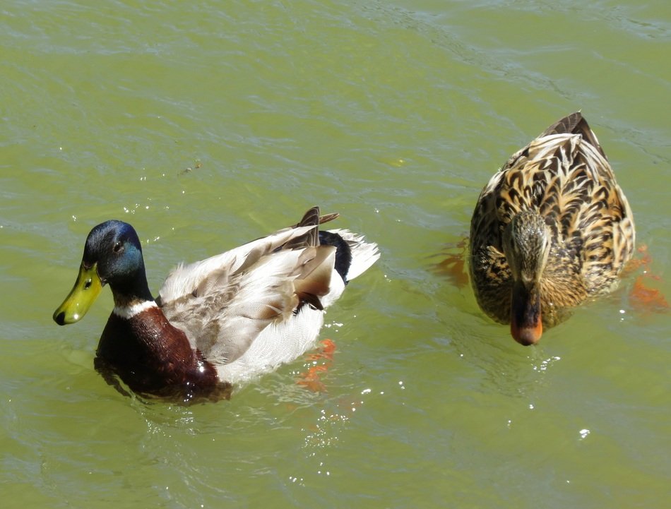 duck and drake in the river